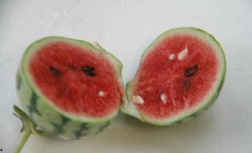 老婆中午吃小瓜好吗,老婆最爱的小瓜佳肴