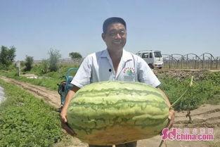 大小胖吃瓜,揭秘娱乐圈那些不为人知的幕后故事