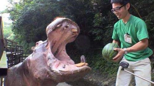 河马吃瓜的图片,夏日野趣尽收眼底