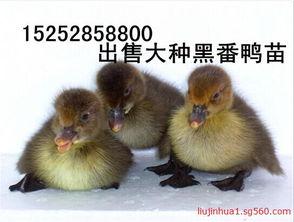 周口卖鸭苗抖音网红,鸭苗养殖新潮流