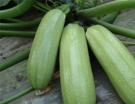 痛风可以吃白玉瓜吗,白玉瓜的适宜食用指南