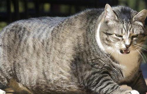 网红猫安生住哪儿,揭秘网红猫咪的居住秘境