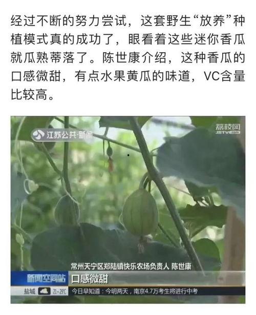 常州市吃瓜,吃瓜群众的味蕾盛宴