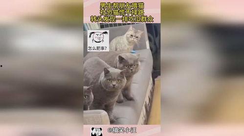 社恐猫吃瓜猫,揭秘猫咪社交与娱乐的双重世界